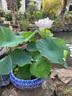 荷花藕種觀(guān)賞盆栽水養蓮花缸栽蓮藕苗魚(yú)池塘水生植物花卉碗蓮睡蓮 精選荷花苗【黃心蓮】3株裝 不含盆 曬單實(shí)拍圖
