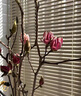 玉蘭花水培水養(yǎng)綠植花卉遇水開(kāi)花樹(shù)苗盆栽帶花苞干枝耐寒鮮切白紫 【新手試種】鮮切紫玉蘭40-50cm2枝+專(zhuān)用營(yíng)養(yǎng) 裸根不帶土 曬單實(shí)拍圖