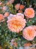 京悠雨果汁陽(yáng)臺(tái)月季盆栽四季開(kāi)花卉玫瑰鮮花帶花苞陽(yáng)臺(tái)爬藤植物薔薇花苗 果汁陽(yáng)臺(tái)15cm 含盆 曬單實(shí)拍圖