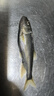 SHIMANO禧瑪諾21款CARDIFF NX鱒魚(yú)馬口路亞竿翹嘴鱸魚(yú)竿釣竿 1.63米 槍柄（B54UL）2節 曬單實(shí)拍圖