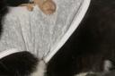 曇蓓漫貓咪衣服薄款防掉毛貓咪背心狗狗衣服春夏透氣寵物防掉毛衣服薄款 【白底小熊、夏日無袖背心】 M （適合3-6斤寵物） 夏日透氣薄款/無束縛感/防掉毛 曬單實拍圖
