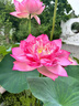 重瓣荷花盆栽水養花卉池塘水培植物大型觀(guān)賞蓮花種藕苗濃香四季開(kāi) 艷紅/3顆裝精選種苗 裸根不帶土 曬單實(shí)拍圖