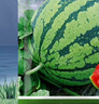 長(cháng)耕8424冰糖麒麟西瓜種子甜王高產(chǎn)麒麟懶漢無(wú)籽巨型西瓜四季水果種孑 新疆8424西瓜10克約100粒 曬單實(shí)拍圖