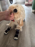 MOEPIE狗鞋軟底不掉中大型犬鞋子邊牧金毛靈緹防臟狗狗長(cháng)筒鞋套冬季狗鞋 黑色（4只裝） 5號（鞋內寬5.7cm） 曬單實(shí)拍圖