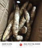 格沃斯（GEWOSI）廣東湛江正宗網(wǎng)紅牛奶人參薯白皮白心板栗薯粉糯 茂名薯農(nóng)牛奶人參薯現(xiàn)挖現(xiàn)發(fā) 精選帶箱5斤左右小果烤薯優(yōu)選 曬單實(shí)拍圖