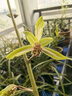 光聯(lián)天下光聯(lián)天下30W植物生長燈LED軌道射燈全光譜自然光綠植景觀墻補(bǔ)光燈 全光譜5000K-48°/1.5米+4白色燈 P02/30W 曬單實(shí)拍圖