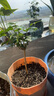 獨(dú)桿筆尖茉莉花苗盆栽室內(nèi)植物白茉莉 獨(dú)桿筆尖茉莉3年苗 不含盆 曬單實(shí)拍圖