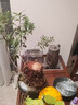 志高純鈦電熱水壺?zé)蟛枰惑w機(jī)自動上水茶臺功夫茶具嵌入式茶桌家用辦公室泡煮茶器自動洗杯最新款 1L 純鈦壺*鈦杯6個【升級自動洗杯+蒸汽消毒】 雙邊加熱+臺嵌兩用（適用95%茶桌） 曬單實(shí)拍圖