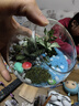 櫻霞桌面植物 微景觀(guān) 創(chuàng  )意植物 迷你盆栽 DIY植物 苔蘚生態(tài)瓶 小梅龍貓12cm斜口帶墊子送噴壺 曬單實(shí)拍圖