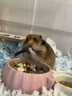 烘干提摩西草顆粒兔子糧兔兔荷蘭豬糧食純提摩西烘干草龍貓膨化 純烘干提摩西草顆粒100g試吃 曬單實(shí)拍圖
