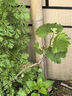 歐博 葡萄樹(shù)苗藍寶石陽(yáng)光玫瑰苗南北方種植盆栽爬藤地栽帶土易活 巨峰5年苗 原土發(fā)貨 曬單實(shí)拍圖