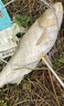 福翼鰱鳙大物浮漂近視醒目加粗高靈敏魚(yú)漂白鰱輕口遠投滑漂納米漂 04【鰱鳙深水款】吃鉛約6-8g 2號1支 曬單實(shí)拍圖