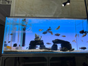老漁匠魚(yú)缸背景燈板led南美缸水草缸水族箱觀(guān)賞照明燈rgbw發(fā)光板 漸變背景板120*50cm-APP控制遠程操控 曬單實(shí)拍圖