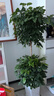 雙盟幸福樹(shù)大型綠植盆栽辦公室內喬遷新居吸甲醛三層1.4-1.5m源頭直發(fā) 曬單實(shí)拍圖