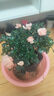四季開花 西洋杜鵑花苗盆栽室內庭院植物紫杜娟花樹映山紅帶花苞 粉色杜鵑5年苗帶花苞 不帶盆 曬單實拍圖