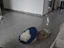 智宙狗狗伊麗莎白圈加深大型犬狗狗防舔防咬項(xiàng)圈大號(hào)軟圈柔軟夏季脖套 狗狗伊麗莎白圈（藍(lán)色） L-內(nèi)圈可調(diào)節(jié)23-46cm [自由調(diào)節(jié)，防舔舒適] 曬單實(shí)拍圖