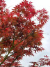 沁茗毓日本紅楓樹苗楓樹紅舞姬盆栽中國(guó)三季紅盆景風(fēng)景樹庭院植物 中國(guó)三季紅楓（粗2公分） 帶原土球發(fā)貨 曬單實(shí)拍圖