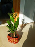 金錢樹(shù)盆栽植物室內(nèi)陽(yáng)臺(tái)花卉客廳大小型綠植喬遷新居植物h 金錢樹(shù)30-50cm（財(cái)源茂盛盆） 曬單實(shí)拍圖