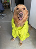 MOEPIE狗狗雨衣金毛邊牧拉布拉多中大型犬雨衣2025全包四腳透氣雨衣 綠色 5XL（推薦100-120斤） 曬單實拍圖