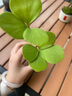 創(chuàng)京鑫選德國品質(zhì)墨西哥鐵樹四葉草盆栽辦公室內(nèi)情緒穩(wěn)定幸運草不支持退換 幸運double雙桿幸運四葉草原土 曬單實拍圖