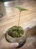 創(chuàng)京鑫選德國品質(zhì)墨西哥鐵樹盆栽幸運四葉草水培植物迷你盆景辦不支持退換 幸運墨西哥鐵+小喜瓷盆+圓底座 曬單實拍圖
