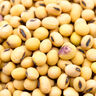 黃豆生的今年云南特產(chǎn)新貨老品種土黃豆新鮮大豆打豆?jié){用非轉(zhuǎn)基因 土黃豆【1斤】 曬單實(shí)拍圖