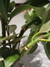平安樹(shù)盆栽客廳盆栽大小樹(shù)苗幸福樹(shù)花卉盆栽綠植室內好養大盆栽大型 平安樹(shù) 高50-60厘米【原盆原土】  含盆 曬單實(shí)拍圖
