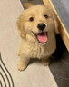 寵邁鑫純種金毛幼犬沙灘金大骨架淺色金毛活物雙血統(tǒng)高智商導(dǎo)盲犬寵物狗 寵物級(jí) 金毛 公 曬單實(shí)拍圖