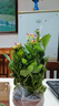 開(kāi)時(shí)果 重瓣大麗花盆栽帶花發(fā)貨 四季開(kāi)花室內花苗花卉陽(yáng)臺特大易活綠植 【帶花發(fā)貨】玫紅雙色（150杯）+原生盆 曬單實(shí)拍圖