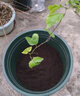 君揚百香果樹(shù)苗欽蜜9號百香果嫁接苗臺農黃金百香果苗 西番蓮陽(yáng)臺盆栽 黃金欽九嫁接苗2棵【純甜無(wú)酸】 曬單實(shí)拍圖