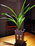 蘭花專(zhuān)用土營(yíng)養土種養君子蘭墨蘭蝴蝶蘭花專(zhuān)用植料松樹(shù)皮專(zhuān)用肥料 【標準版】蘭花專(zhuān)用土8升 曬單實(shí)拍圖