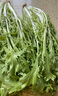 聽(tīng)蔬 有機(jī)苦苣 苦菊 涼拌沙拉食材匯 有機(jī)認(rèn)證蔬菜無(wú)農(nóng)殘健康輕食 250g 曬單實(shí)拍圖