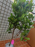 神秘果苗盆栽植物變味果四季開(kāi)花室內(nèi)陽(yáng)臺(tái)庭院水果苗盆景花卉綠植 五年苗 曬單實(shí)拍圖