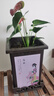 白掌紅掌水培土培植物盆栽一帆風(fēng)順花卉植物開(kāi)花植物長(cháng)花期盆栽 白掌原盆 曬單實(shí)拍圖