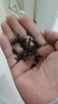 碧幽四方正宗黃山毛峰 2025新茶 明前綠茶毛峰黃山黃茶云霧綠茶茶葉自己喝 250g*1袋 【黃山綠茶】半斤裝 【正宗黃山云霧綠茶】 曬單實(shí)拍圖