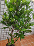 神秘果苗盆栽植物變味果四季開(kāi)花室內(nèi)陽(yáng)臺(tái)庭院水果苗盆景花卉綠植 五年苗 曬單實(shí)拍圖