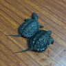 外塘北美小鱷龜爆刺鱷魚(yú)龜幼苗寵物龜雜佛寵物龜兇猛小烏龜活體 4-5厘米好養小鱷龜 2只情侶+100克龜糧 曬單實(shí)拍圖