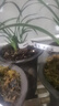 劉閣蘭花蘭花苗 荷瓣大團圓 現帶濃香花苞出售室內花卉蘭花苗蘭草盆栽 4苗連體裸根帶花苞 曬單實(shí)拍圖
