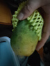 閩域?qū)r金煌芒新鮮現(xiàn)摘現(xiàn)發(fā)應(yīng)季時(shí)令熱帶孕婦新鮮采摘皮薄海南金煌芒 凈重4.5斤 果農(nóng)推薦裝【單果230g+】 【手工精選】 曬單實(shí)拍圖