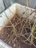 種花迷仟草集藍莓樹苗盆栽地栽藍梅樹當年結果 奧尼爾藍莓 南方北方果樹 薄霧 4年苗 曬單實拍圖