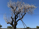 毛戈平（MAOGEPING）奢華魚子面膜密集保濕滋潤補(bǔ)水提亮水洗式面膜 奢華魚子醬面膜-60g 曬單實(shí)拍圖