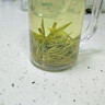 禾安堂白茶安吉茶葉綠茶2025新茶春茶明前特級茶葉自己喝袋裝自飲口糧茶 【明前特級】安吉白茶250g 曬單實拍圖