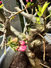 垂絲海棠盆栽植物室內外好養植物老樁海棠花盆景樹(shù)苗冬季耐寒花卉 垂絲海棠 8年苗 曬單實(shí)拍圖