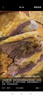 李師傅內(nèi)蒙黃膘牛排 黃標(biāo)牛肋排 精修草原散養(yǎng)黃牛排骨呼倫貝爾原切清真 內(nèi)蒙黃膘牛排骨5斤 收藏店鋪優(yōu)先發(fā)貨 餸韭菜花醬 曬單實拍圖