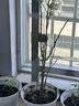 種花迷仟草集藍莓樹苗盆栽地栽藍梅樹當年結果 奧尼爾藍莓 南方北方果樹 黑珍珠 4年苗 曬單實拍圖