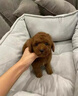嘉瑰泰迪幼犬灰泰迪純種泰迪狗活犬寵物狗狗活體貴賓犬茶杯犬 寵物級 香檳色 母 曬單實拍圖