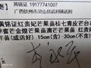 黃銘證紅貴妃芒果苗桂七青皮芒臺農一號四季蜜芒金煌芒果苗澳芒芒果苗 紅貴妃芒果3年苗(成活好) 15cm(含)-30cm(不含) 曬單實(shí)拍圖