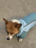 嬉皮狗（hipidog）全包撞色柯基沖鋒雨衣中小型犬臘腸犬四腳狗狗雨衣雨天寵物狗衣服 邦迪藍(lán)【卡碼建議拍大】 XL （建議體重25-30斤） 曬單實(shí)拍圖