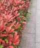 懶人熊紅葉石楠樹苗四季常青庭院別墅綠化苗木盆栽紅羅賓籬笆苗景觀 一件50棵【60-70厘米高】 曬單實拍圖