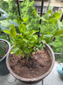 綠有意一帆風(fēng)順白掌盆栽室內(nèi)綠植紅掌花卉水培植物四季易活吸除甲醛好養(yǎng) 白掌+綠蘿+綠公主（繁星盆） 曬單實(shí)拍圖